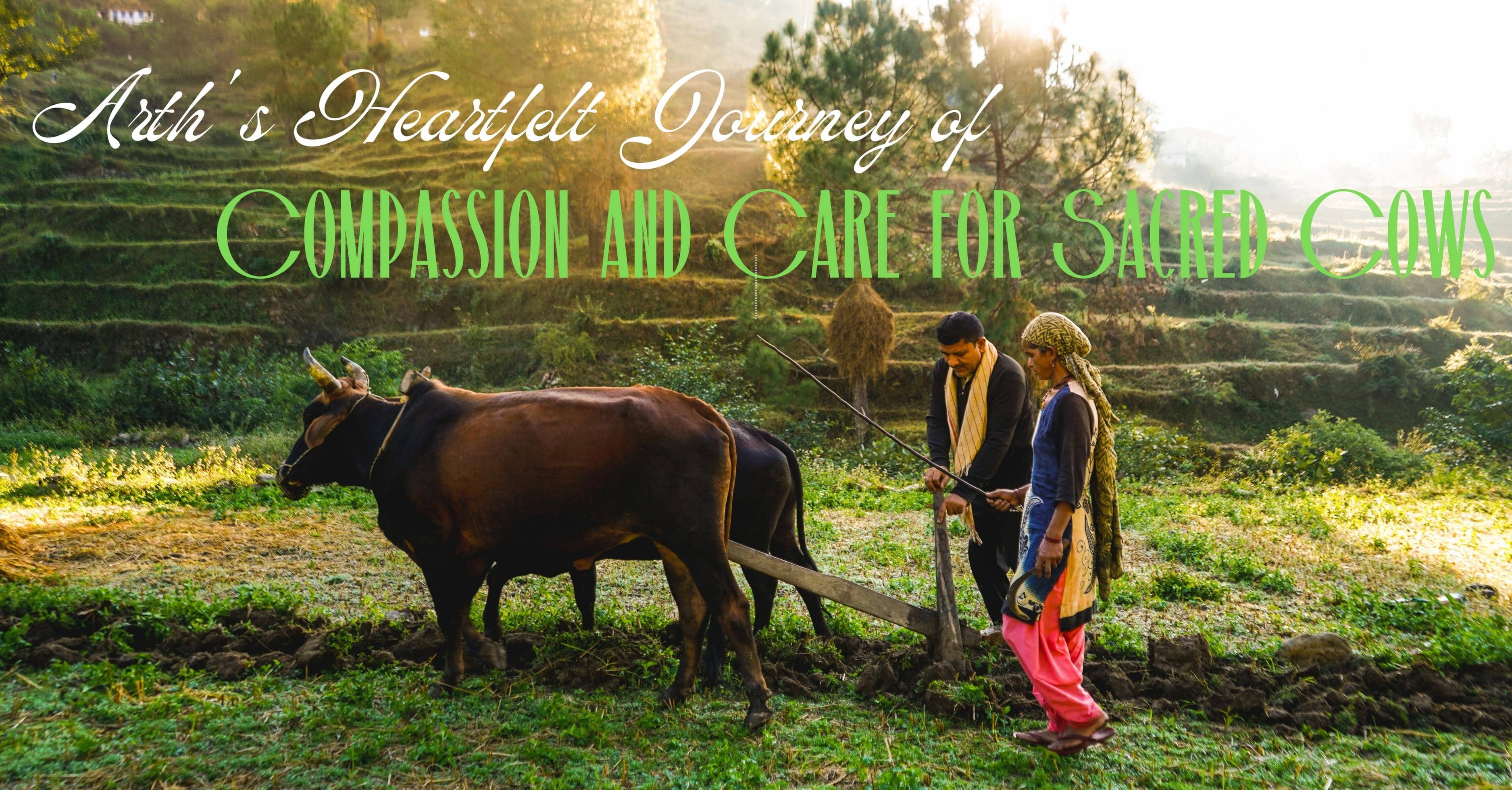 Compassion Cow Arth's Heartfelt Journey of Compassion and Care for Sacred Cows – ArthCart